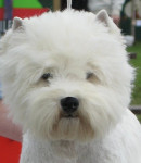 Ch.Caithness Pomkin Top Westie 2008/2009/2010